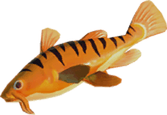 Poisson tigré